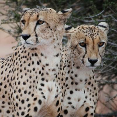 Two male cheetahs resting in the shade, this photo was taken on one of our many wildlife conservation volunteer opportunities in Botswana. This picture shows two male cheetahs focused but resting in the shade and was taken on one of our wildlife conservation volunteer opportunities in Botswana.
